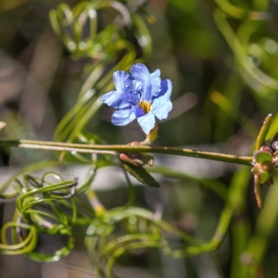 Dampiera stricta (Blue Dampiera) at Bundanoon, NSW - 27 May 2024 by Cmperman