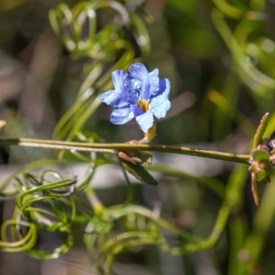 Dampiera stricta (Blue Dampiera) at Bundanoon - 27 May 2024 by Cmperman