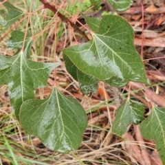 Brachychiton populneus (Kurrajong) at Rocky Hill War Memorial Park and Bush Reserve, Goulburn - 5 Jun 2024 by trevorpreston