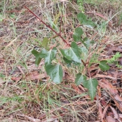 Brachychiton populneus at Rocky Hill War Memorial Park and Bush Reserve, Goulburn - 5 Jun 2024