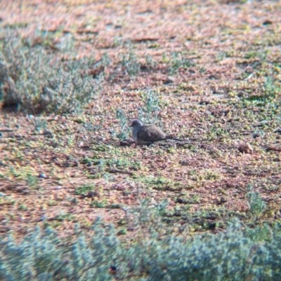 Geopelia cuneata (Diamond Dove) at Olive Pink Botanic Gardens - 12 May 2024 by Darcy