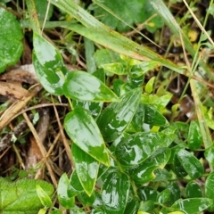 Asparagus asparagoides (Bridal Creeper, Florist's Smilax) at Rocky Hill War Memorial Park and Bush Reserve, Goulburn - 5 Jun 2024 by trevorpreston