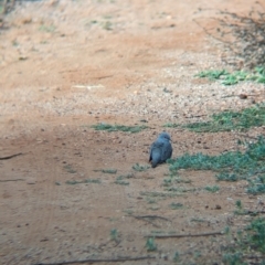 Geopelia cuneata (Diamond Dove) at Olive Pink Botanic Gardens - 12 May 2024 by Darcy