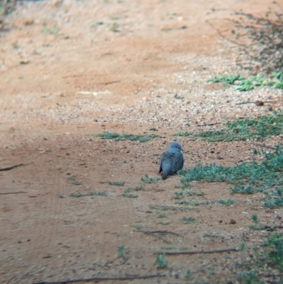 Geopelia cuneata (Diamond Dove) at Desert Springs, NT - 12 May 2024 by Darcy