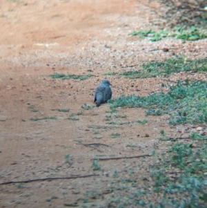 Geopelia cuneata at Desert Springs, NT - 12 May 2024