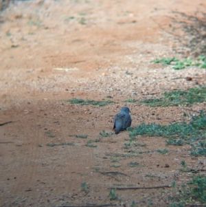 Geopelia cuneata at Desert Springs, NT - 12 May 2024