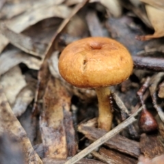Unidentified Cap on a stem; gills below cap [mushrooms or mushroom-like] at Goulburn, NSW - 5 Jun 2024 by trevorpreston