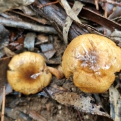 zz agaric (stem; gills not white/cream) at Rocky Hill War Memorial Park and Bush Reserve, Goulburn - 5 Jun 2024 12:06 PM