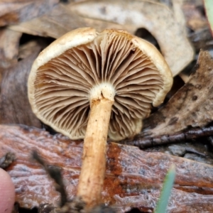 zz agaric (stem; gills not white/cream) at Rocky Hill War Memorial Park and Bush Reserve, Goulburn - 5 Jun 2024 12:06 PM