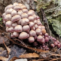 Mycena 'clarkeana group' at Rocky Hill War Memorial Park and Bush Reserve, Goulburn - 5 Jun 2024 by trevorpreston