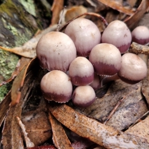 Mycena 'clarkeana group' at Rocky Hill War Memorial Park and Bush Reserve, Goulburn - 5 Jun 2024