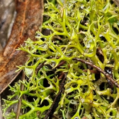 Cladia aggregata (A lichen) at Goulburn, NSW - 5 Jun 2024 by trevorpreston