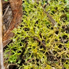 Cladia aggregata at Rocky Hill War Memorial Park and Bush Reserve, Goulburn - 5 Jun 2024 12:03 PM