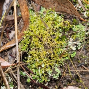 Cladia aggregata at Rocky Hill War Memorial Park and Bush Reserve, Goulburn - 5 Jun 2024 12:03 PM