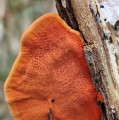 Trametes coccinea at Rocky Hill War Memorial Park and Bush Reserve, Goulburn - 5 Jun 2024