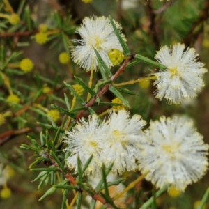 Acacia ulicifolia at Rocky Hill War Memorial Park and Bush Reserve, Goulburn - 5 Jun 2024 11:59 AM