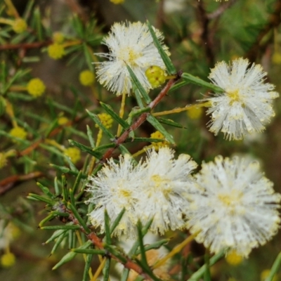 Acacia ulicifolia (Prickly Moses) at Goulburn, NSW - 5 Jun 2024 by trevorpreston