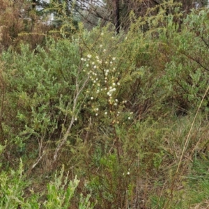 Acacia ulicifolia at Rocky Hill War Memorial Park and Bush Reserve, Goulburn - 5 Jun 2024