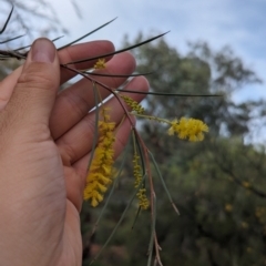 Acacia cyperophylla var. cyperophylla (Creekline Miniritchi, Red Mulga) at Olive Pink Botanic Gardens - 12 May 2024 by Darcy