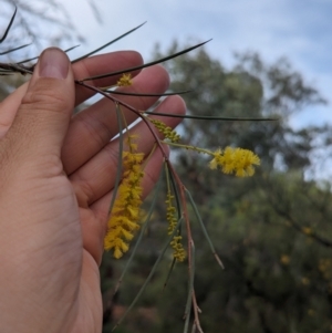 Acacia cyperophylla var. cyperophylla at Desert Springs, NT - 12 May 2024 04:37 PM