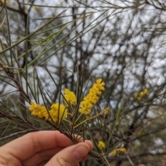 Acacia cyperophylla var. cyperophylla at Desert Springs, NT - 12 May 2024