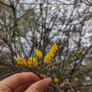 Acacia cyperophylla var. cyperophylla at Desert Springs, NT - 12 May 2024