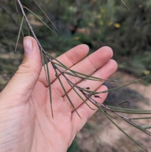 Acacia cyperophylla var. cyperophylla at Desert Springs, NT - 12 May 2024
