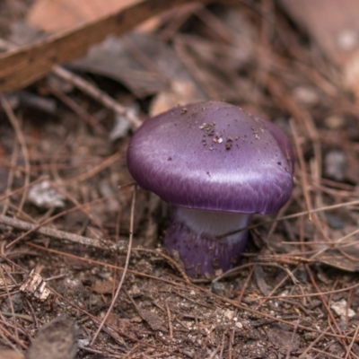 Cortinarius archeri s.l. (Emperor Cortinar) at Fitzroy Falls - 25 May 2024 by Cmperman