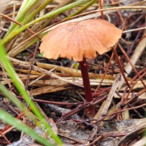 Laccaria sp. at Rocky Hill War Memorial Park and Bush Reserve, Goulburn - 5 Jun 2024