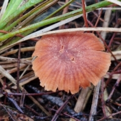 Laccaria sp. at Rocky Hill War Memorial Park and Bush Reserve, Goulburn - 5 Jun 2024