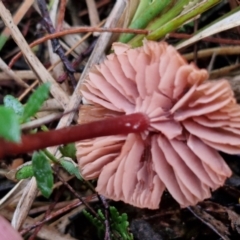 Laccaria sp. at Rocky Hill War Memorial Park and Bush Reserve, Goulburn - 5 Jun 2024