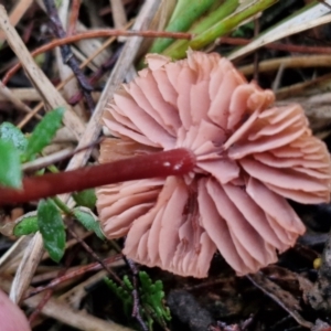 Laccaria sp. at Rocky Hill War Memorial Park and Bush Reserve, Goulburn - 5 Jun 2024