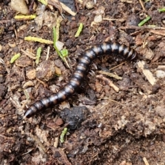 Paradoxosomatidae sp. (family) (Millipede) at Rocky Hill War Memorial Park and Bush Reserve, Goulburn - 5 Jun 2024 by trevorpreston