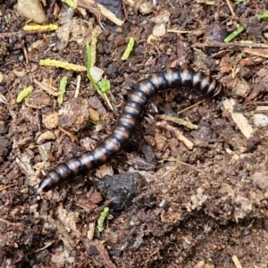 Paradoxosomatidae sp. (family) at Rocky Hill War Memorial Park and Bush Reserve, Goulburn - 5 Jun 2024