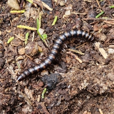 Paradoxosomatidae sp. (family) (Millipede) at Rocky Hill War Memorial Park and Bush Reserve, Goulburn - 5 Jun 2024 by trevorpreston