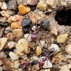 Iridomyrmex purpureus (Meat Ant) at Goulburn, NSW - 5 Jun 2024 by trevorpreston