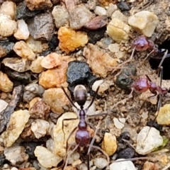 Iridomyrmex purpureus at Rocky Hill War Memorial Park and Bush Reserve, Goulburn - 5 Jun 2024