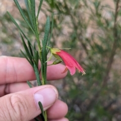 Eremophila latrobei (Crimson Turkey Bush) at Desert Springs, NT - 12 May 2024 by Darcy