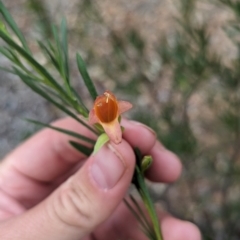 Eremophila latrobei at Desert Springs, NT - 12 May 2024 04:40 PM