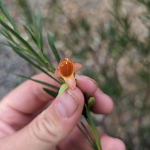 Eremophila latrobei at Desert Springs, NT - 12 May 2024 04:40 PM