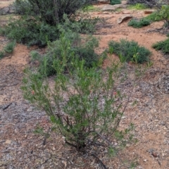 Eremophila latrobei at Desert Springs, NT - 12 May 2024 04:40 PM