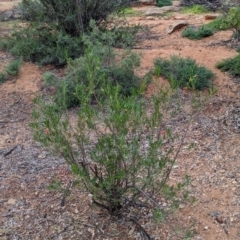 Eremophila latrobei at Desert Springs, NT - 12 May 2024