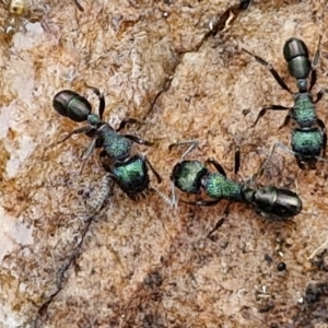 Rhytidoponera metallica (Greenhead ant) at Rocky Hill War Memorial Park and Bush Reserve, Goulburn by trevorpreston