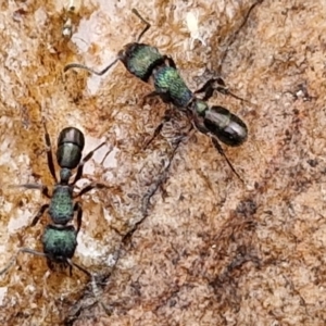 Rhytidoponera metallica at Rocky Hill War Memorial Park and Bush Reserve, Goulburn - 5 Jun 2024