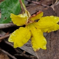 Goodenia hederacea (Ivy Goodenia) at Goulburn, NSW - 5 Jun 2024 by trevorpreston