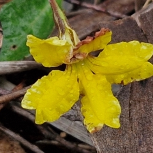 Goodenia hederacea (Ivy Goodenia) at Rocky Hill War Memorial Park and Bush Reserve, Goulburn by trevorpreston