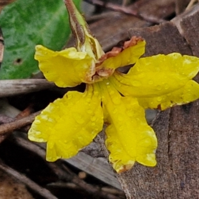 Goodenia hederacea (Ivy Goodenia) at Goulburn Mulwaree Council - 5 Jun 2024 by trevorpreston