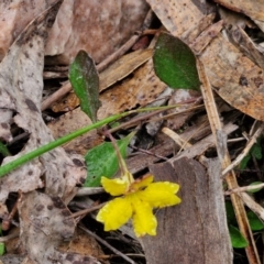 Goodenia hederacea at Rocky Hill War Memorial Park and Bush Reserve, Goulburn - 5 Jun 2024 11:53 AM