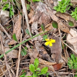 Goodenia hederacea at Rocky Hill War Memorial Park and Bush Reserve, Goulburn - 5 Jun 2024 11:53 AM