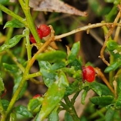 Einadia nutans (Climbing Saltbush) at Goulburn, NSW - 5 Jun 2024 by trevorpreston